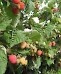5 Nantahala Red Raspberry Live Plants - Edible Fruit Perennial, Zones 4-9 - Image 6