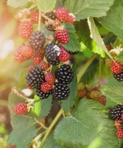 5 Navaho Thornless Blackberry Starter Plug Live Plant - Image 6