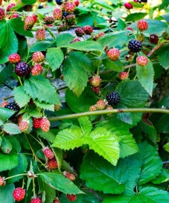 5 Navaho Thornless Blackberry Starter Plug Live Plant - Image 7