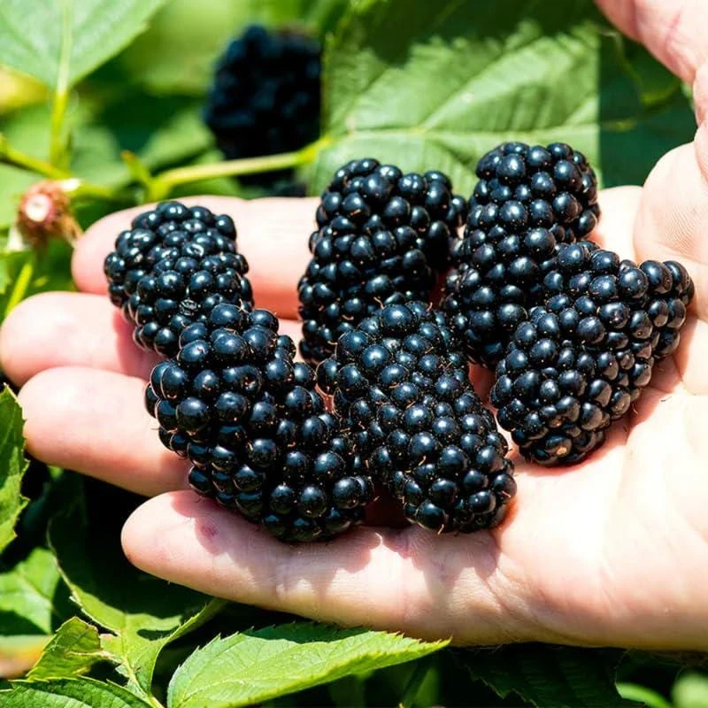 5 Navaho Thornless Blackberry Starter Plug Live Plant - Image 1