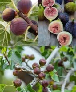 5 Olympian Fig Tree Start Plants - Cold Hardy Live Plant, Purple Fruit - Image 2
