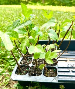 5 Olympian Fig Tree Start Plants - Cold Hardy Live Plant, Purple Fruit - Image 3