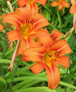 5 Orange Daylily Plants, Bare Root Perennial, Outdoor Flower - Image 10