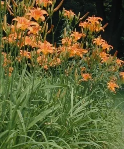 5 Orange Daylily Plants, Bare Root Perennial, Outdoor Flower - Image 3