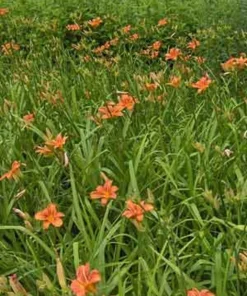5 Orange Daylily Plants, Bare Root Perennial, Outdoor Flower - Image 8