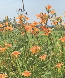 5 Orange Daylily Plants, Bare Root Perennial, Outdoor Flower - Image 9