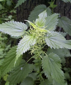 5 Organic Stinging Nettle Bare Roots - Urtica dioica - Live Plant Transplants - Image 6