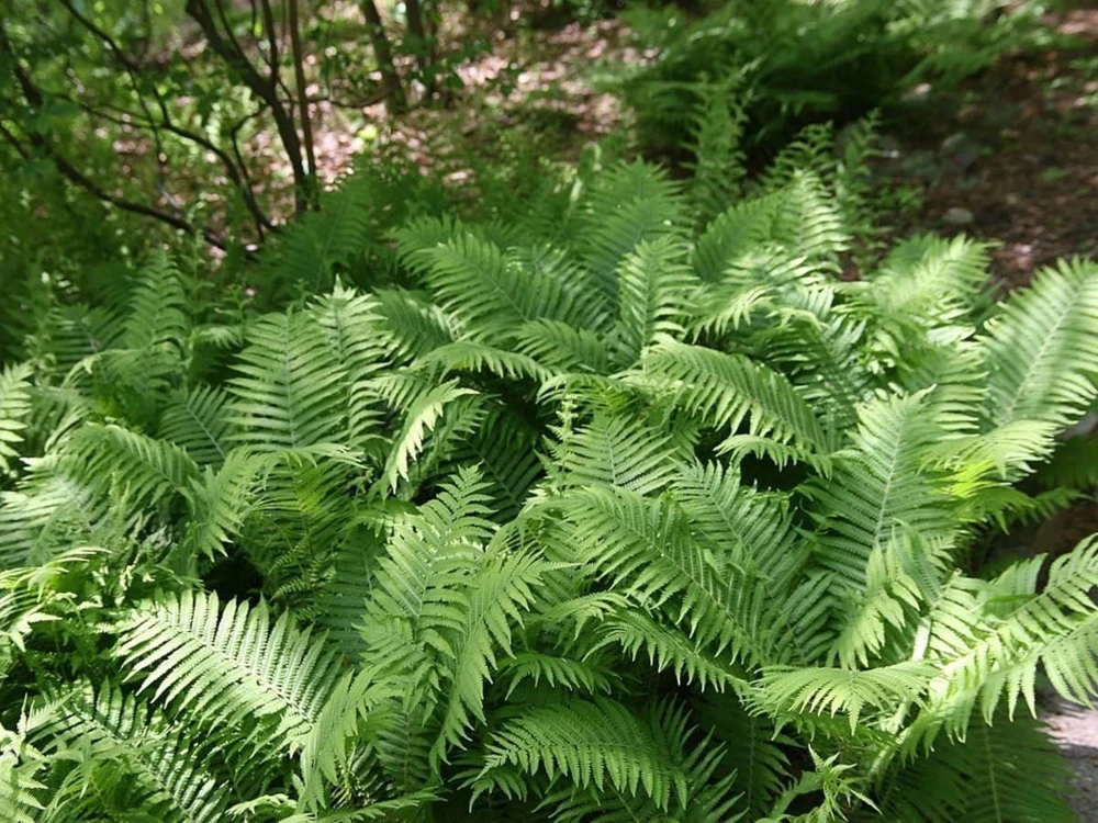 5 Ostrich Fern Bare Root - Matteuccia Struthiopteris Perennial Wildflower - Image 1