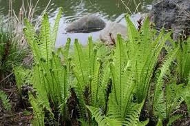 5 Ostrich Fern Bare Root - Matteuccia Struthiopteris Perennial Wildflower - Image 3
