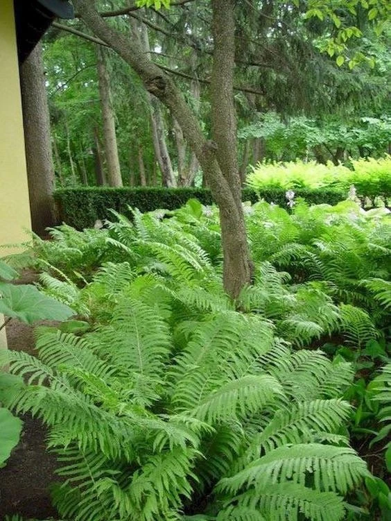 5 Ostrich Fern Bare Root - Matteuccia Struthiopteris Perennial Wildflower - Image 5