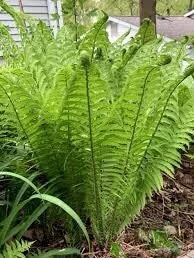 5 Ostrich Fern Bare Root - Matteuccia Struthiopteris Perennial Wildflower - Image 8