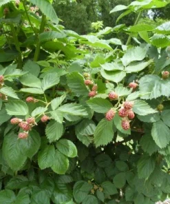 5 Ouachita Blackberry Starter Plugs - Thornless Live Plant Rubus 'Ouachita' - Image 3