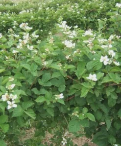 5 Ouachita Blackberry Starter Plugs - Thornless Live Plant Rubus 'Ouachita' - Image 4