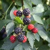 5 Ouachita Blackberry Starter Plugs - Thornless Live Plant Rubus 'Ouachita' - Image 1