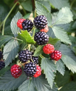 5 Ouachita Blackberry Starter Plugs - Thornless Live Plant Rubus 'Ouachita' - Image 1