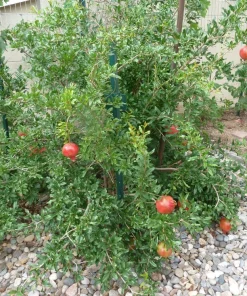5 Parfianka Pomegranate Tree Starter Plant - Sweet Fruit, Soft Seeds - Image 3