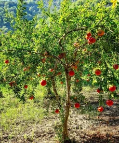 5 Parfianka Pomegranate Tree Starter Plant - Sweet Fruit, Soft Seeds - Image 4