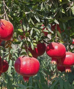 5 Parfianka Pomegranate Tree Starter Plant - Sweet Fruit, Soft Seeds - Image 6