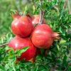 5 Parfianka Pomegranate Tree Starter Plant - Sweet Fruit, Soft Seeds - Image 1