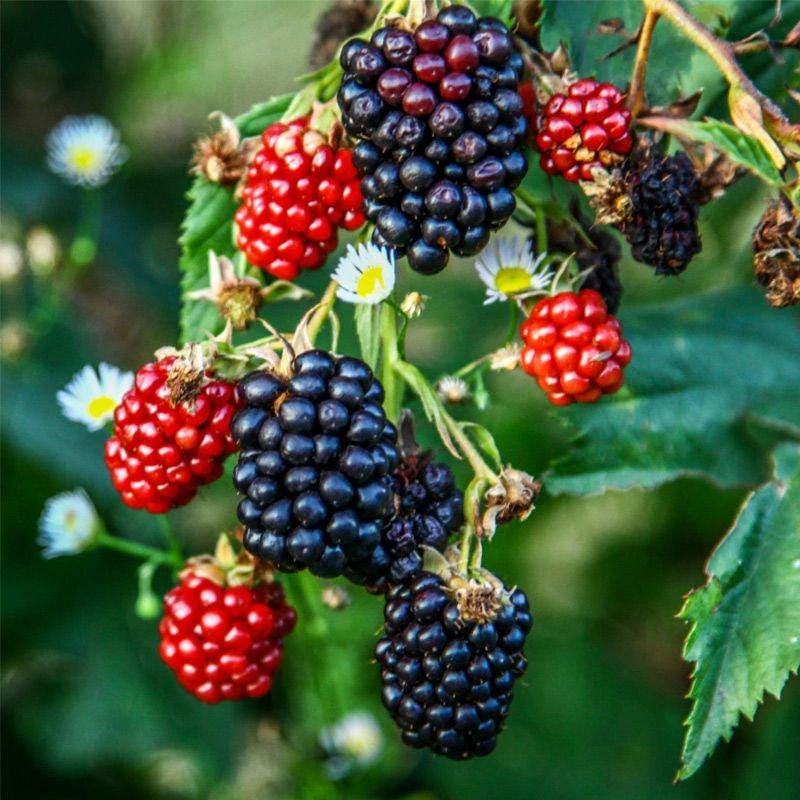 5 Ponca Thornless Blackberry Live Plants – Starter Plugs – Rubus fruticosus – High Yield - Image 1