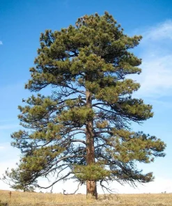 5 Ponderosa Pine Starter Tree Bare Root - 6-12