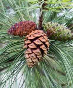 5 Ponderosa Pine Starter Tree Bare Root - 6-12