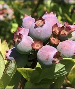 5 Primadonna Blueberry Starter Plugs - Vaccinium corymbosum - Live Bare Root Plants - Image 2