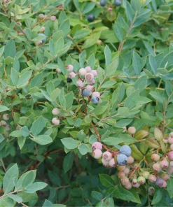 5 Primadonna Blueberry Starter Plugs - Vaccinium corymbosum - Live Bare Root Plants - Image 3