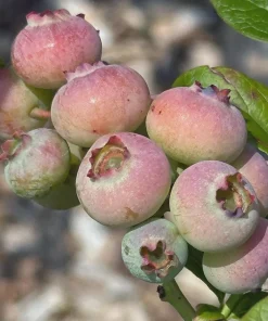 5 Primadonna Blueberry Starter Plugs - Vaccinium corymbosum - Live Bare Root Plants - Image 4