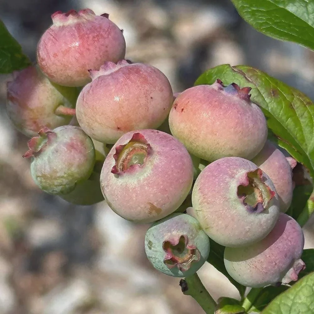 5 Primadonna Blueberry Starter Plugs - Vaccinium corymbosum - Live Bare Root Plants - Image 1