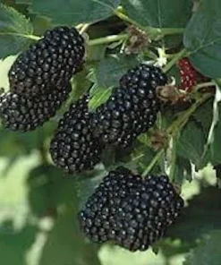 5 Prime Ark 45 Blackberry Plant Primocane Fruiting Bush Bare Root - Image 2