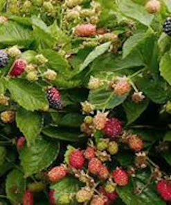 5 Prime Ark 45 Blackberry Plant Primocane Fruiting Bush Bare Root - Image 3