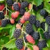 5 Prime Ark 45 Blackberry Plant Primocane Fruiting Bush Bare Root - Image 1