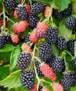 5 Prime Ark 45 Blackberry Plant Primocane Fruiting Bush Bare Root - Image 1