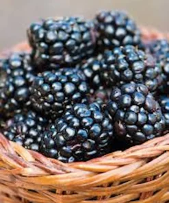 5 Prime Ark 45 Blackberry Plant Primocane Fruiting Bush Bare Root - Image 4