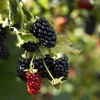 5 Prime Ark Horizon Blackberry Starter Plug Live Plant - Everbearing Rubus 'Horizon' - Image 1