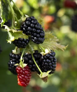 5 Prime Ark Horizon Blackberry Starter Plug Live Plant - Everbearing Rubus 'Horizon' - Image 1
