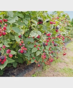 5 Prime Ark Horizon Blackberry Starter Plug Live Plant - Everbearing Rubus 'Horizon' - Image 4
