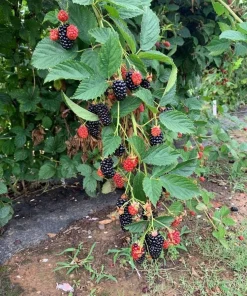 5 Prime Ark Horizon Blackberry Starter Plug Live Plant - Everbearing Rubus 'Horizon' - Image 7