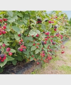 5 Prime Ark Horizon Blackberry Starter Plug Live Plant - Everbearing Rubus 'Horizon' - Image 8