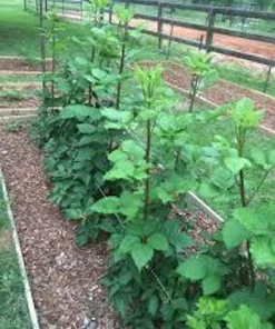 5 Prime Ark Traveler Blackberry Live Plant - Thornless, Dual Crop - Image 4
