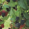 5 Prime Ark Traveler Blackberry Live Plant - Thornless, Dual Crop - Image 1