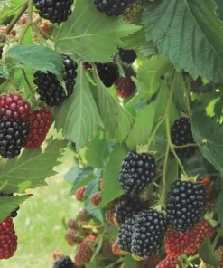 5 Prime Ark Traveler Blackberry Live Plant - Thornless, Dual Crop - Image 1