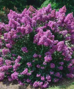 5 Purple Crape Myrtle Live Plants 12-18