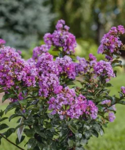 5 Purple Crape Myrtle Live Plants 12-18