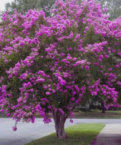 5 Purple Crape Myrtle Live Plants 12-18