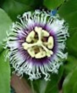 5 Purple Passion Fruit Starter Plant - Possum Live Passiflora edulis Vine - Image 4