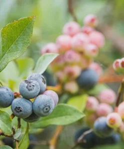 5 Rebel Blueberry Starter Plug Live Plant - Vaccinium corymbosum - Southern Highbush - Image 2