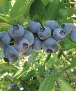 5 Rebel Blueberry Starter Plug Live Plant - Vaccinium corymbosum - Southern Highbush - Image 1