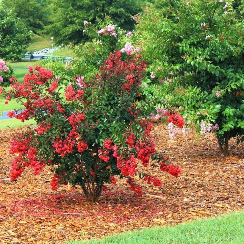 5 Red Crape Myrtle Live Plants 12-18 inch Bush Starter Plug Quart Pot Outdoor - Image 3